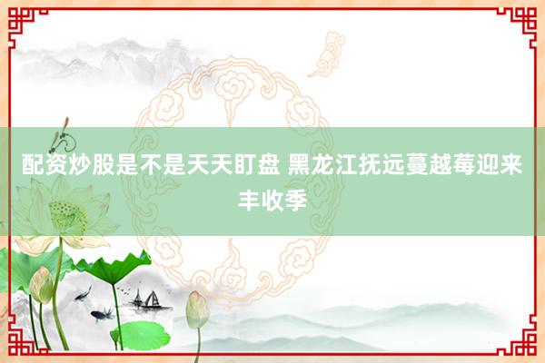 配资炒股是不是天天盯盘 黑龙江抚远蔓越莓迎来丰收季